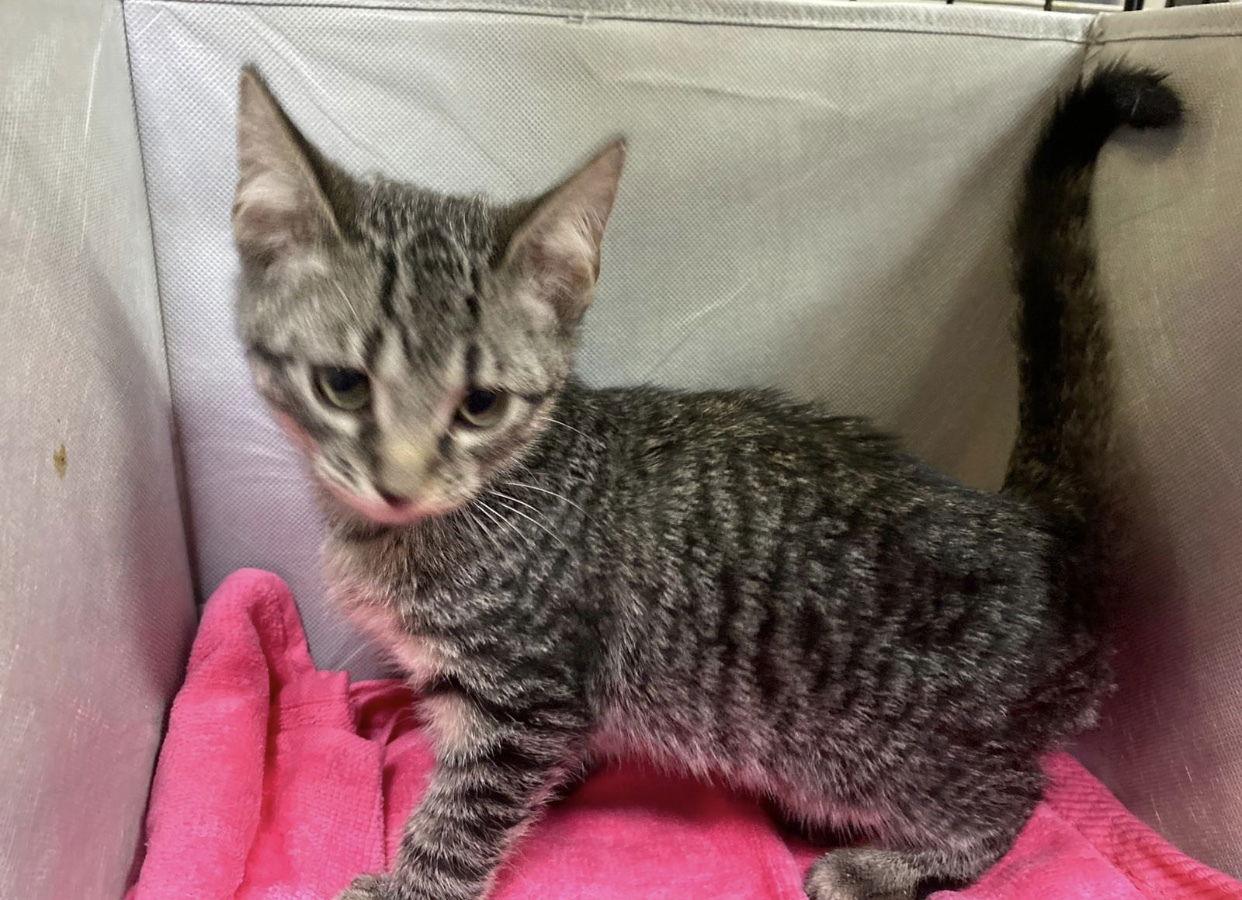 Enlarge Houdini, a Adoptable Domestic Short Hair in Margate, FL image 3/3