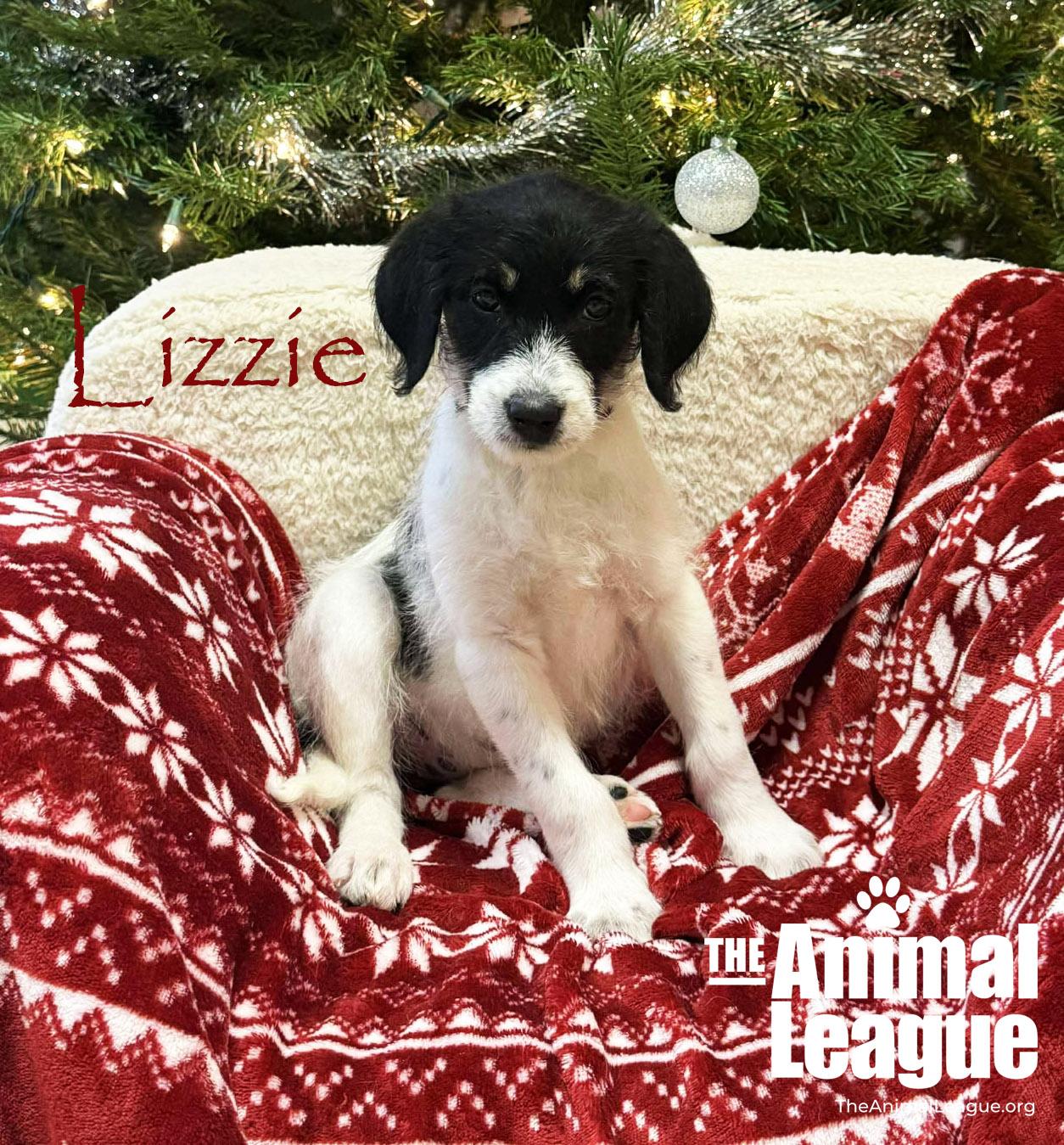 Enlarge Lizzie, a Adoptable mixed breed in Clermont, FL image 2/2