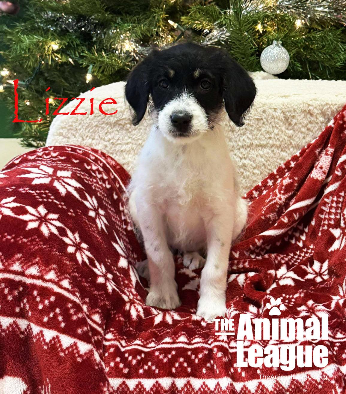 Enlarge Lizzie, a Adoptable mixed breed in Clermont, FL image 1/2