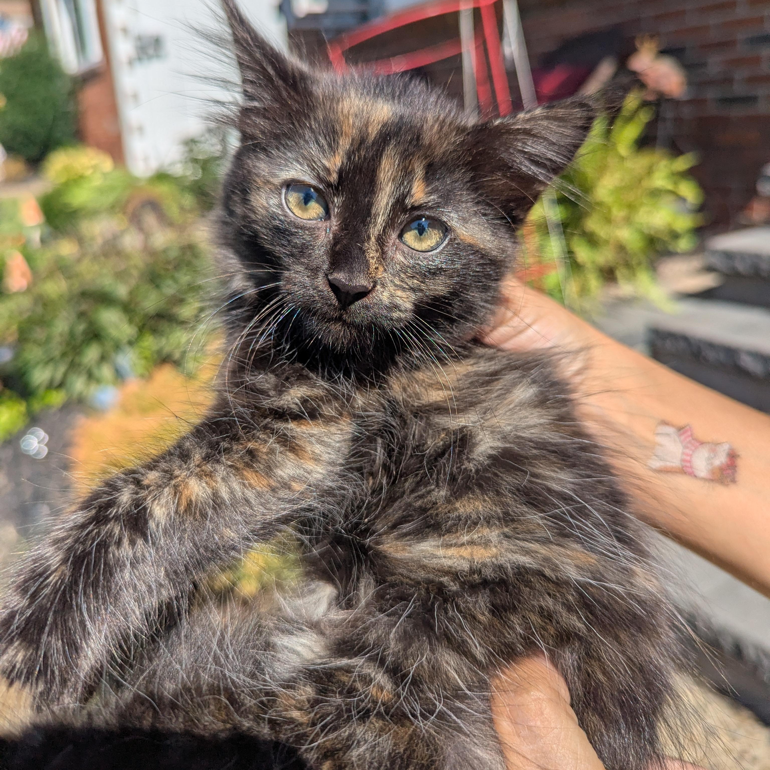 Enlarge Toasted Marshmellow, a Adopted Domestic Long Hair in Haddon Heights, NJ image 1/5