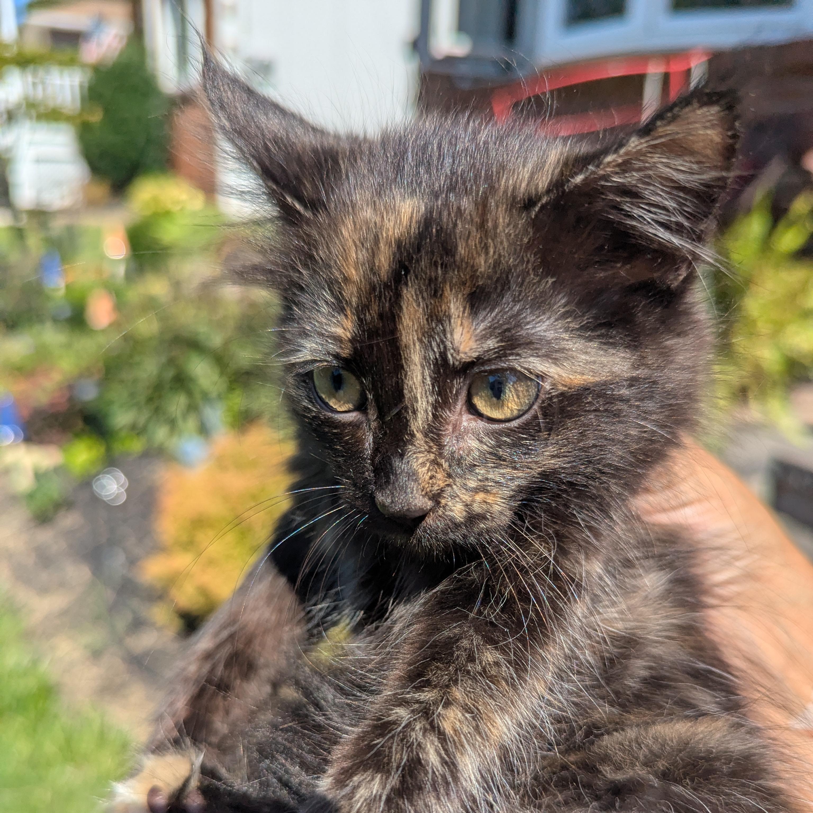 Enlarge Toasted Marshmellow, a Adopted Domestic Long Hair in Haddon Heights, NJ image 3/5