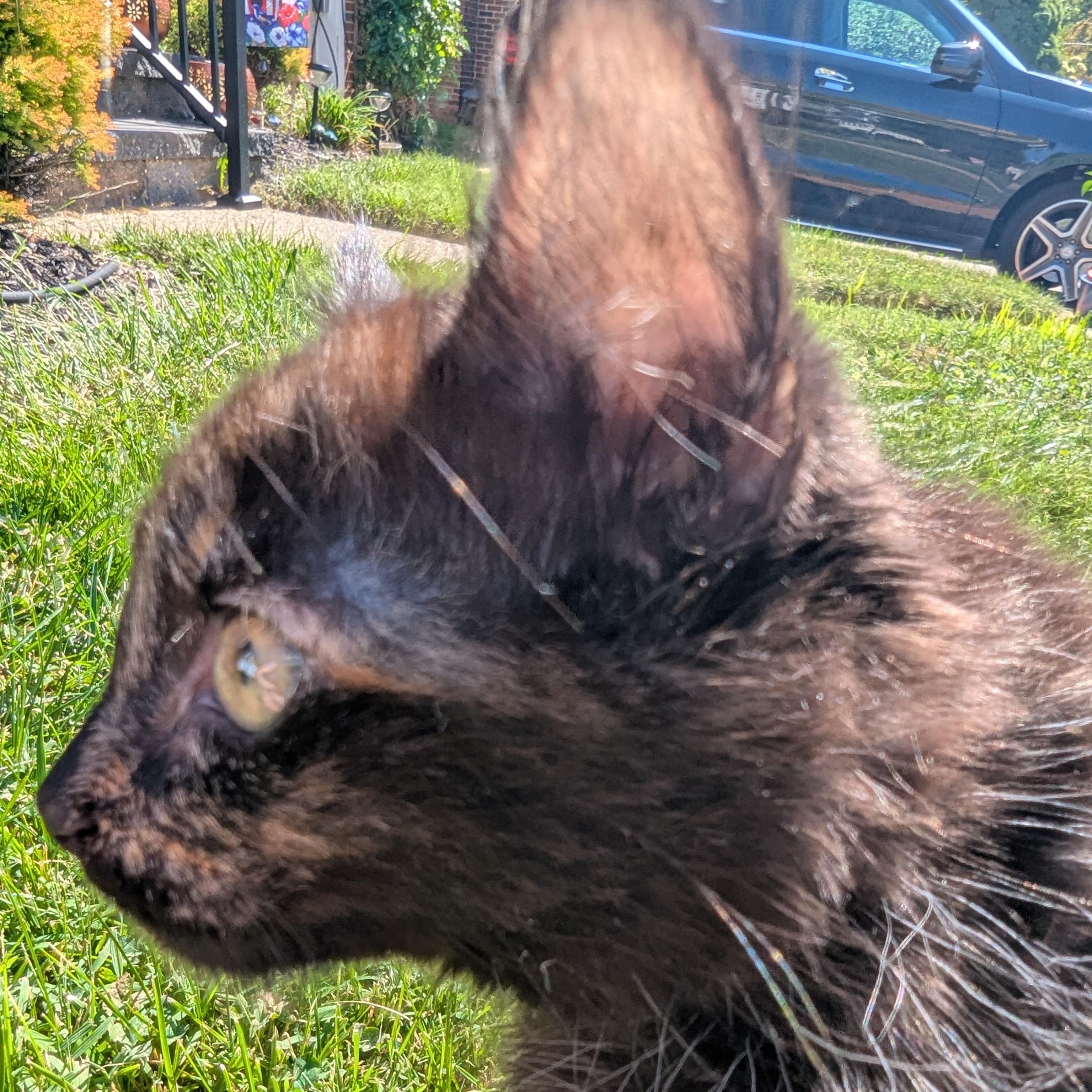 Enlarge Toasted Marshmellow, a Adopted Domestic Long Hair in Haddon Heights, NJ image 4/5