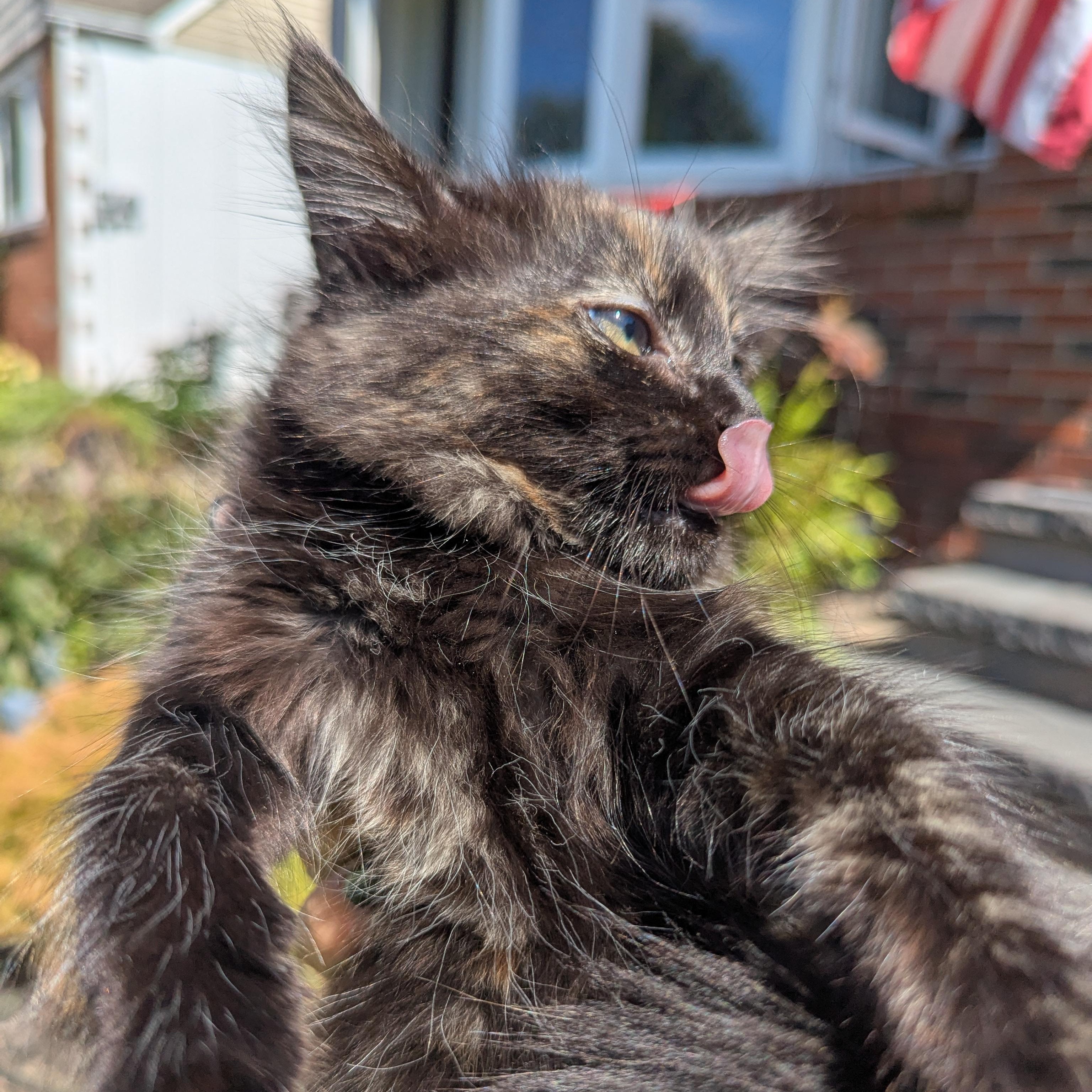 Enlarge Toasted Marshmellow, a Adopted Domestic Long Hair in Haddon Heights, NJ image 5/5