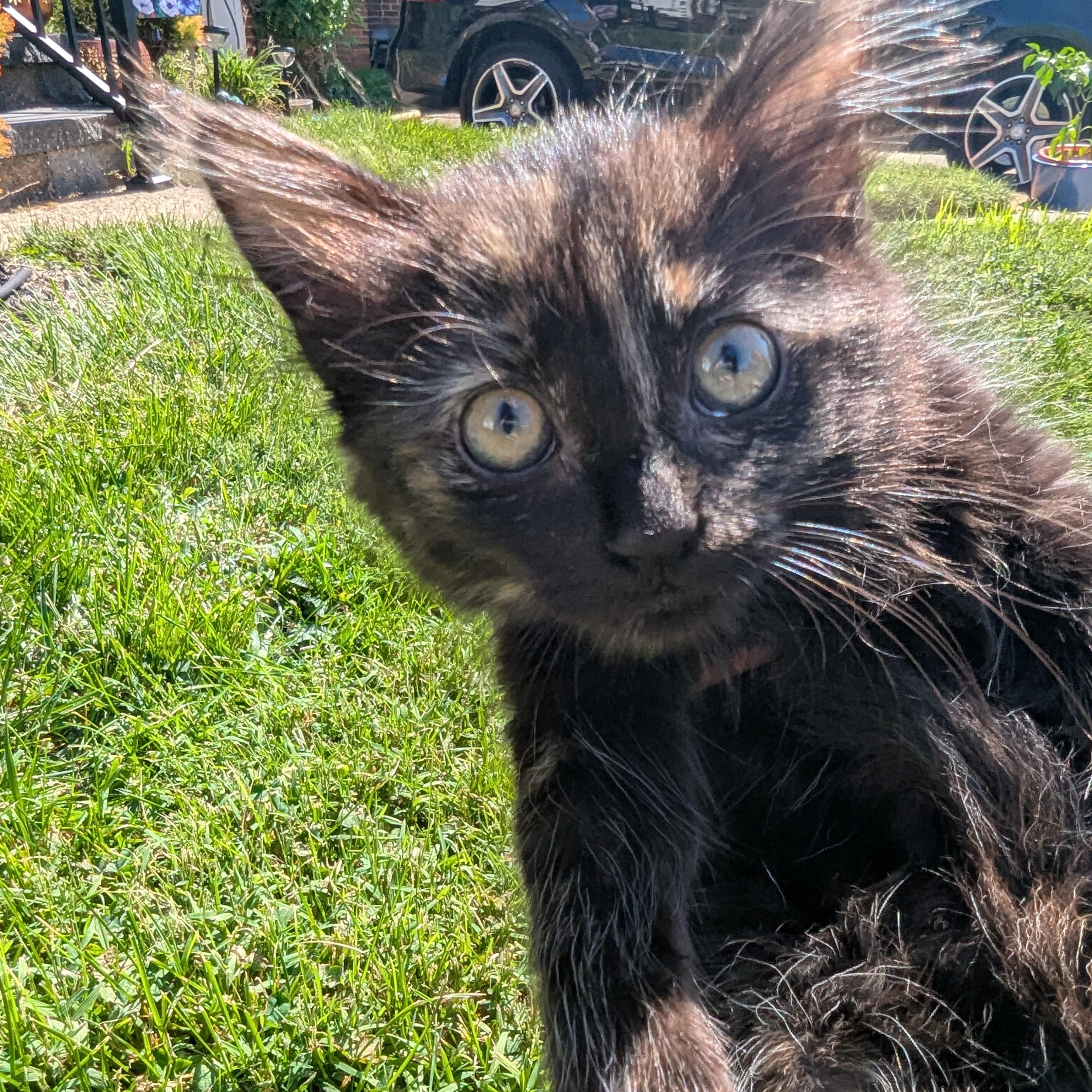 Enlarge Toasted Marshmellow, a Adopted Domestic Long Hair in Haddon Heights, NJ image 2/5