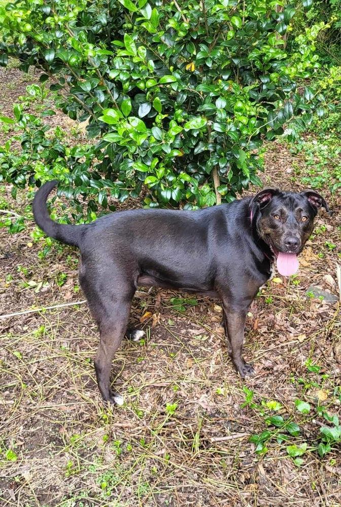 Tillie, Adoptable, Adult Female Labrador Retriever.