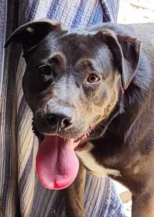 Enlarge Tillie, a Adoptable mixed breed in Pottstown, PA image 3/8