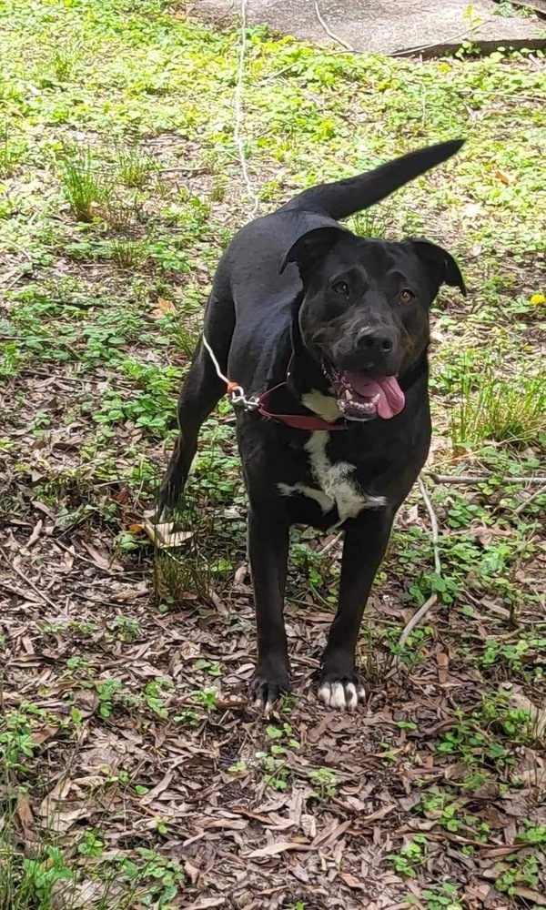 Enlarge Tillie, a Adoptable mixed breed in Pottstown, PA image 4/8