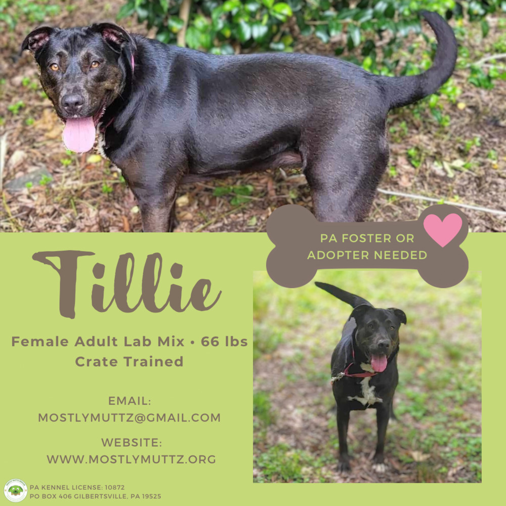 Enlarge Tillie, a Adoptable mixed breed in Pottstown, PA image 5/8