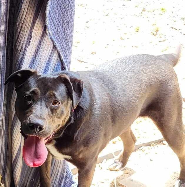 Enlarge Tillie, a Adoptable mixed breed in Pottstown, PA image 7/8