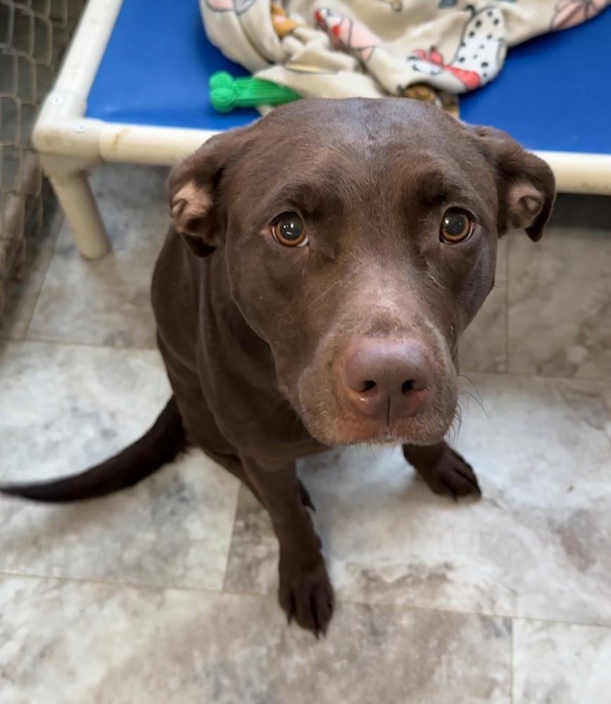 FINLEY, Adoptable, Adult Female Labrador Retriever & Pit Bull Terrier.