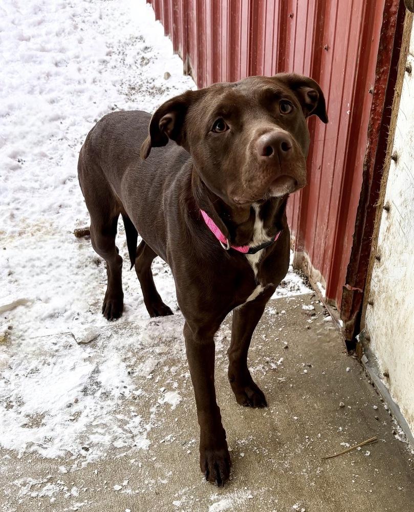 Enlarge FINLEY, a Adoptable mixed breed in Rochester, IN image 2/5