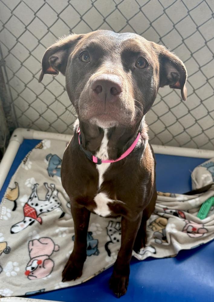 Enlarge FINLEY, a Adoptable mixed breed in Rochester, IN image 3/5