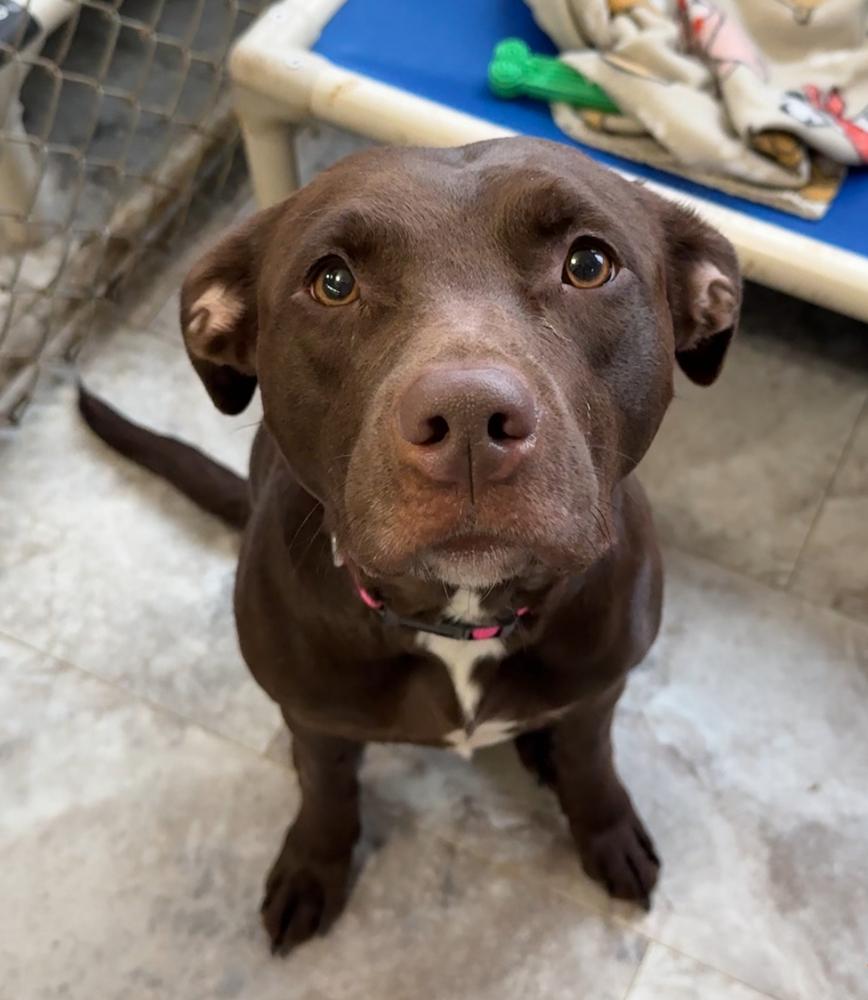 Enlarge FINLEY, a Adoptable mixed breed in Rochester, IN image 5/5