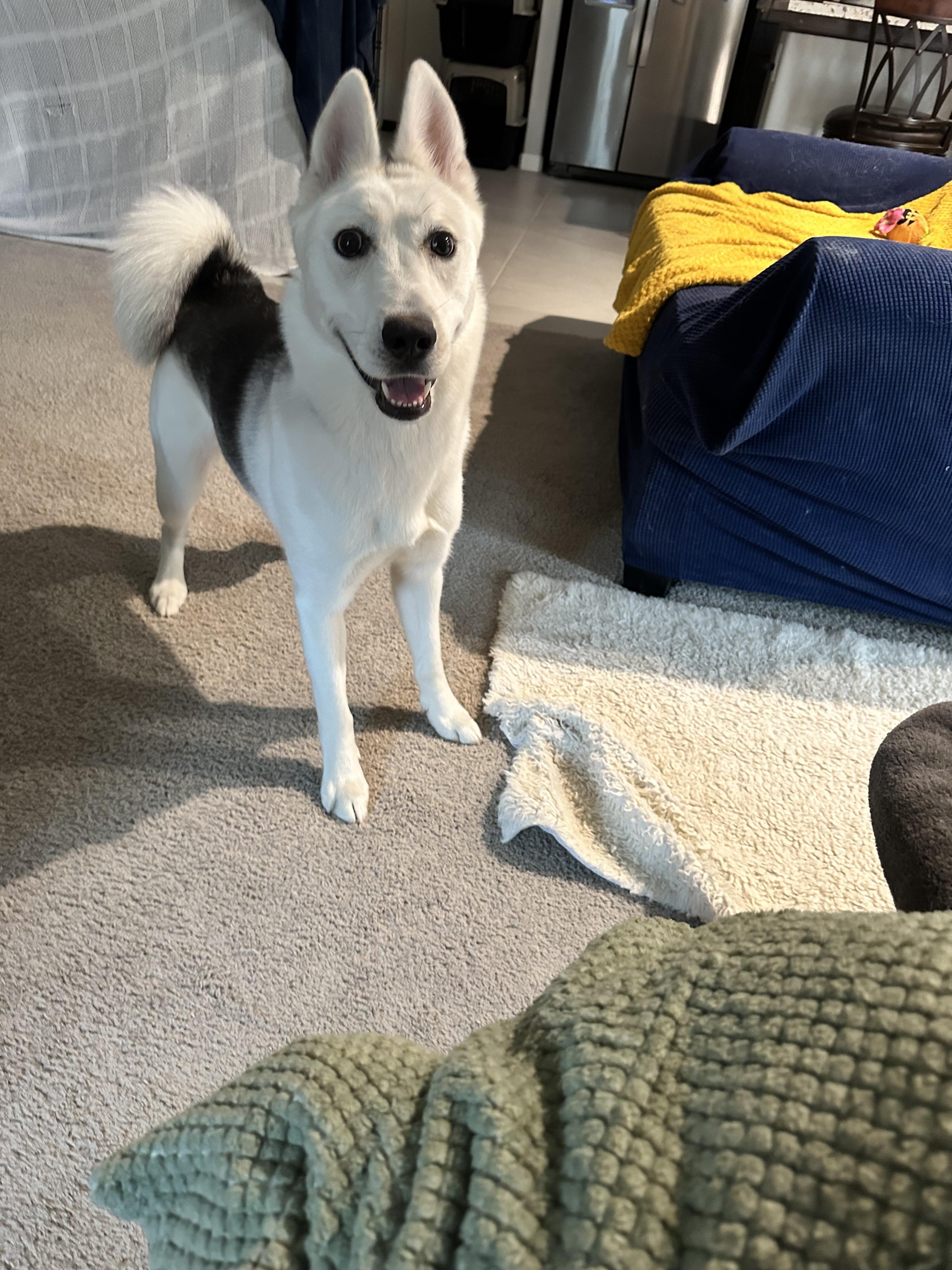 Bella, a ADOPTABLE mixed breed in Coarsegold, CA image 3/4