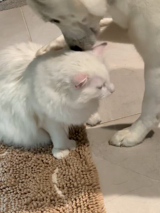 Enlarge Bella, a ADOPTABLE mixed breed in Coarsegold, CA video 4/4