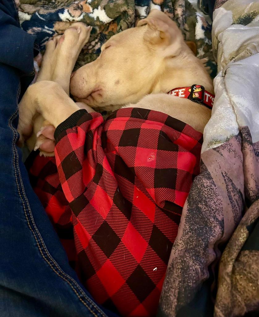 Landon, a Adoptable mixed breed in Warren, MI image 1/6