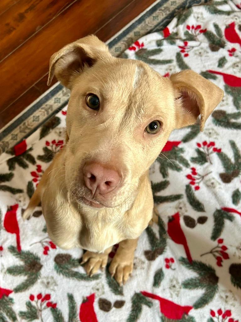 Landon, a Adoptable mixed breed in Warren, MI image 2/6