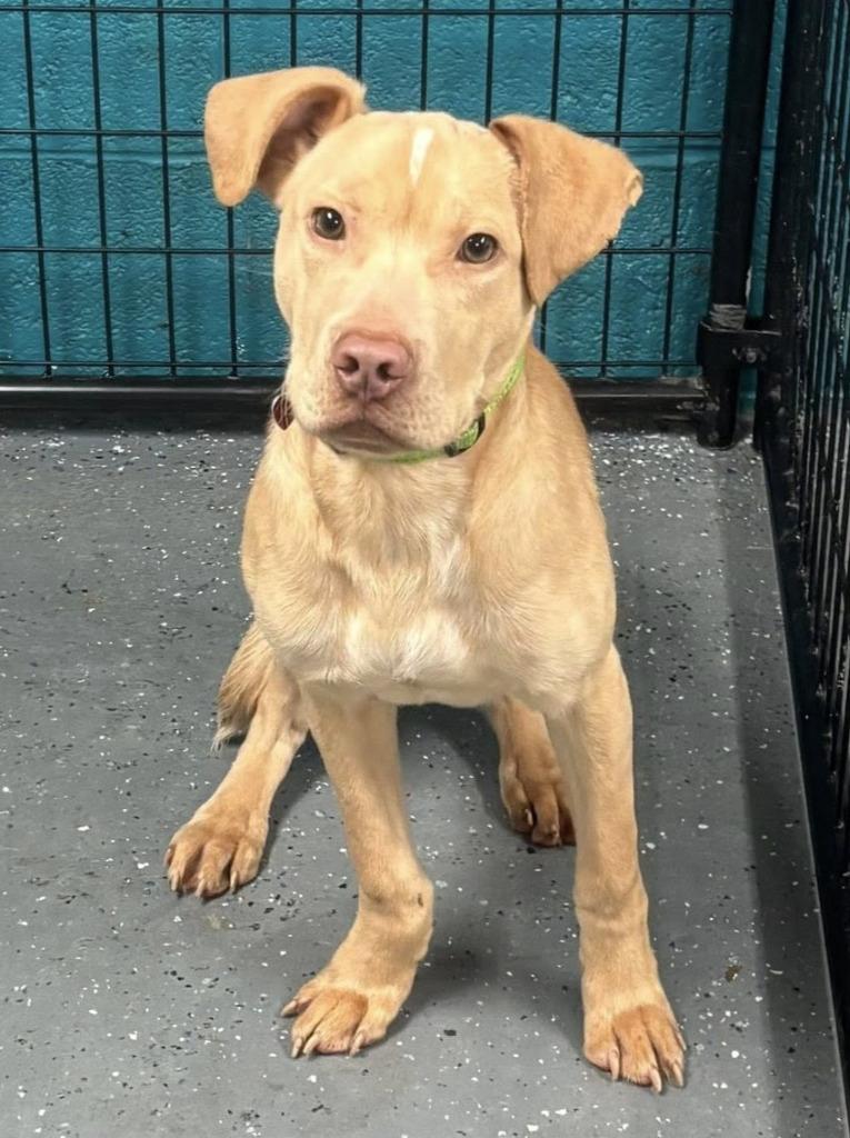 Landon, a Adoptable mixed breed in Warren, MI image 3/6