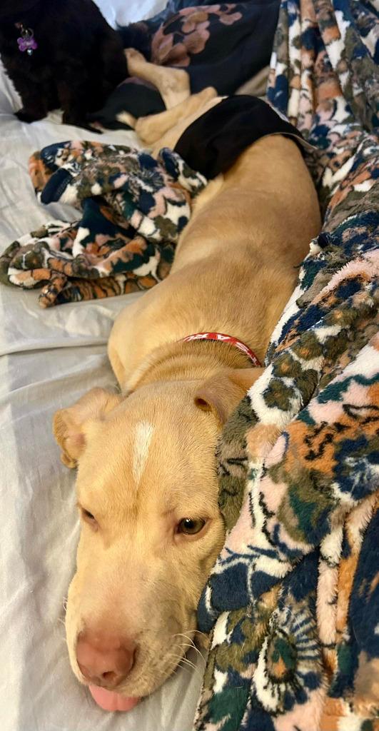 Landon, a Adoptable mixed breed in Warren, MI image 4/6