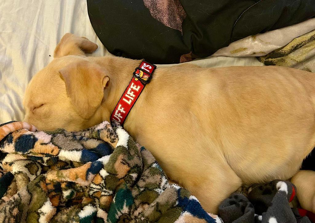 Landon, a Adoptable mixed breed in Warren, MI image 5/6