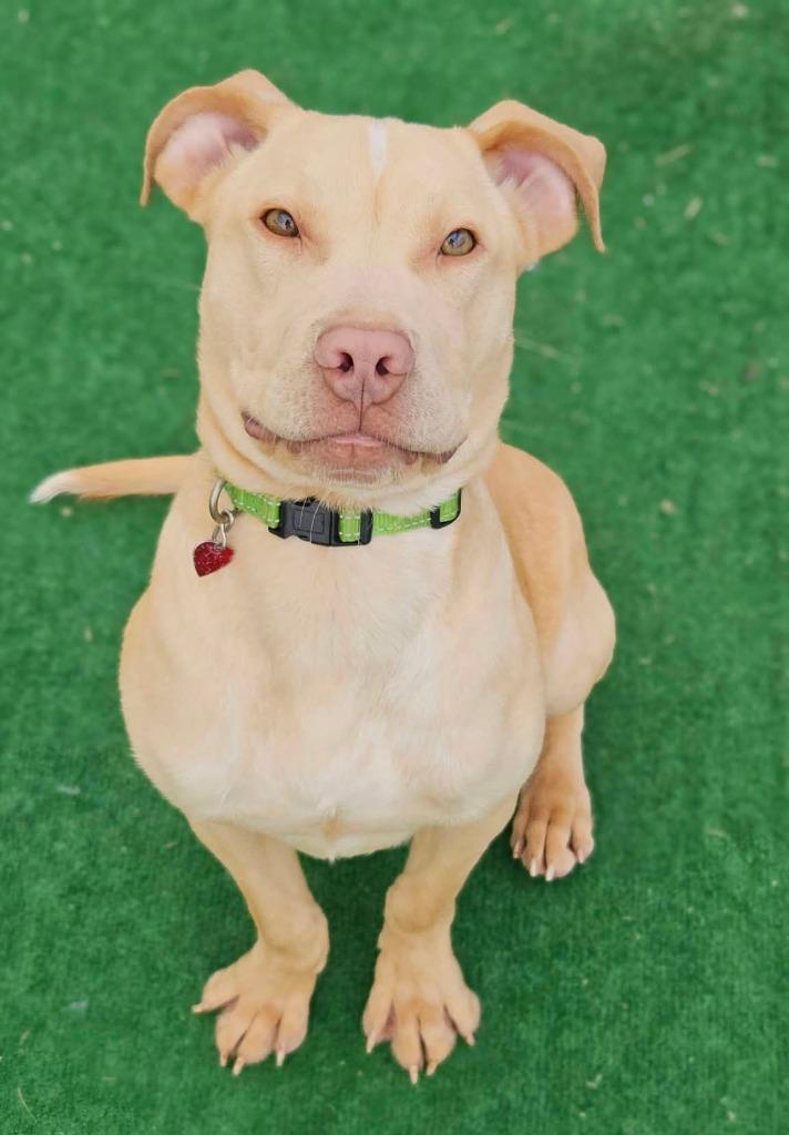 Enlarge Landon, a Adoptable mixed breed in Warren, MI image 5/6