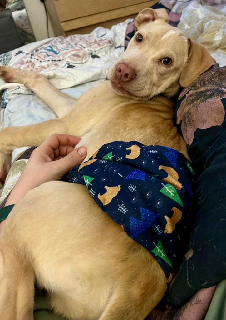 Landon, a Adoptable mixed breed in Warren, MI image 6/6