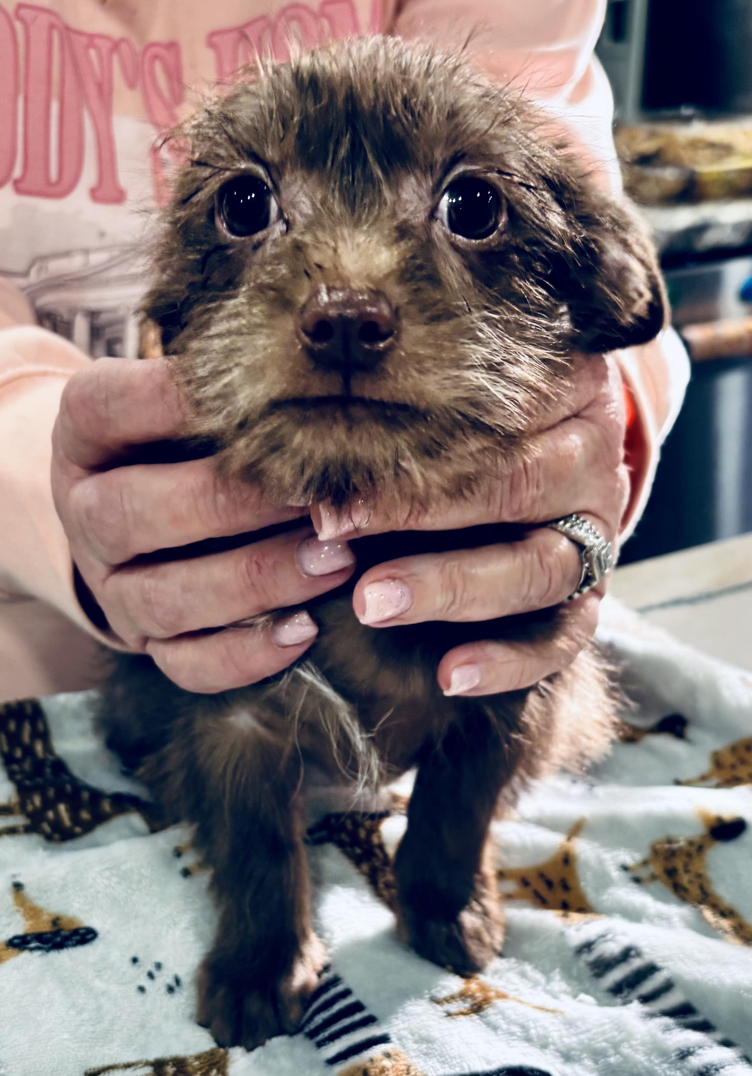 Randy, Adopted, Puppy Male Yorkshire Terrier & Chihuahua.
