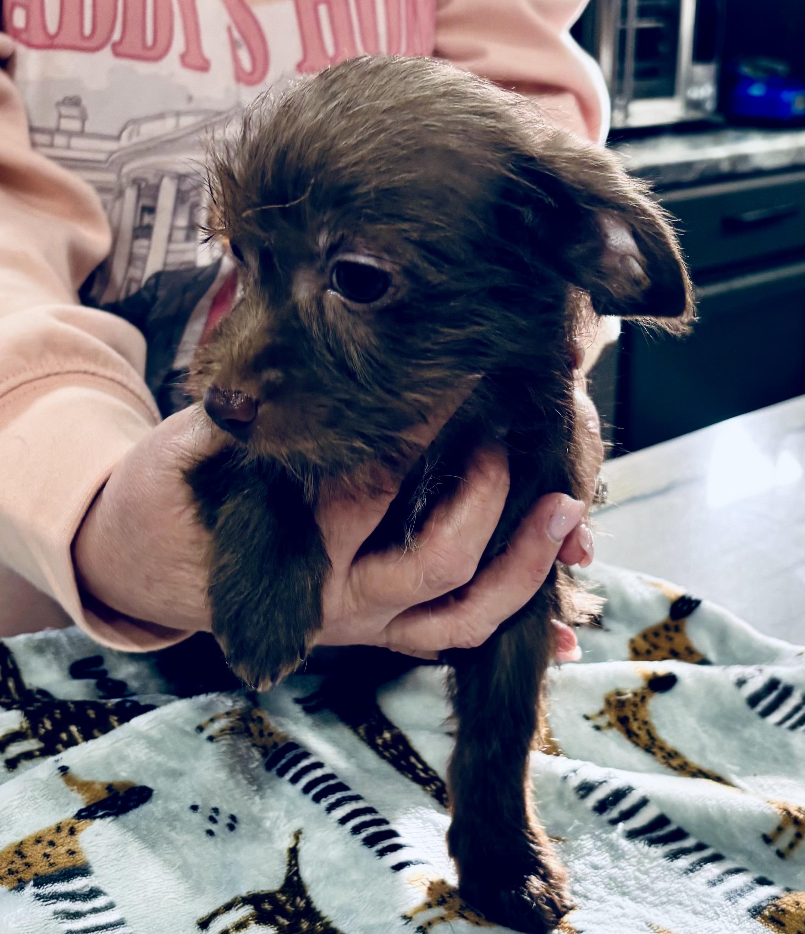 Randy, a Adopted mixed breed in Forked River, NJ image 2/2