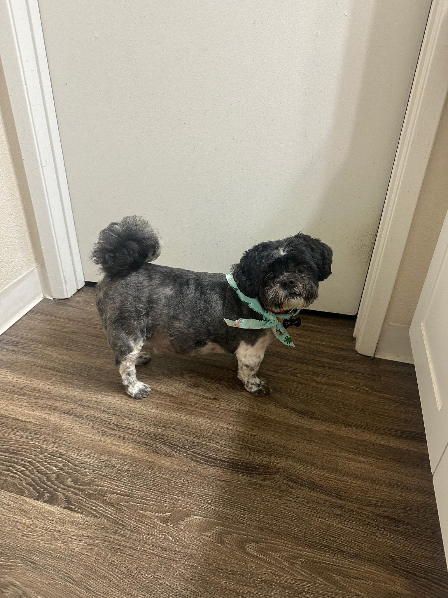 Enlarge Dallas, an adopted Shih Tzu in Fremont, CA image 3/3