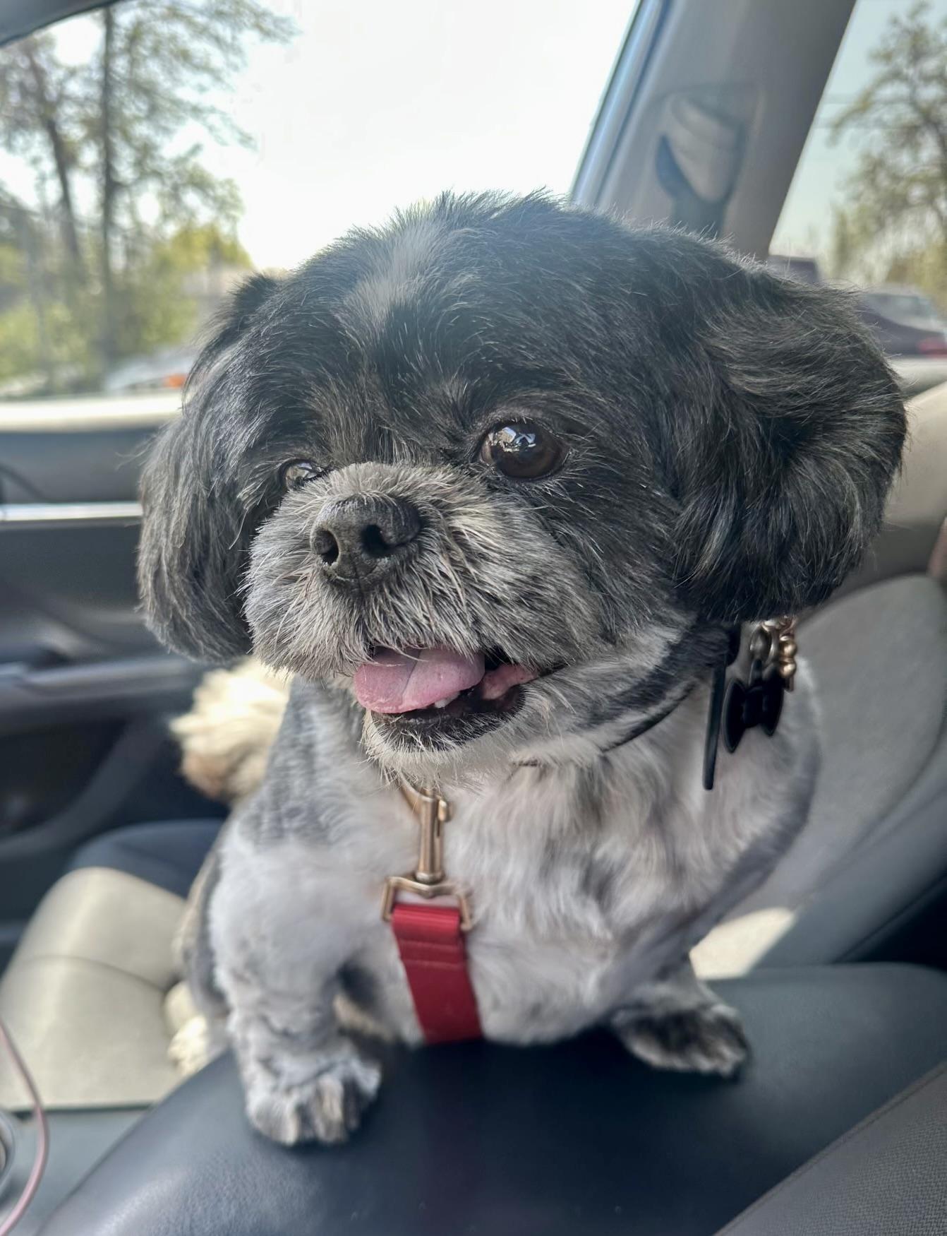 Enlarge Dallas, an adopted Shih Tzu in Fremont, CA image 2/3