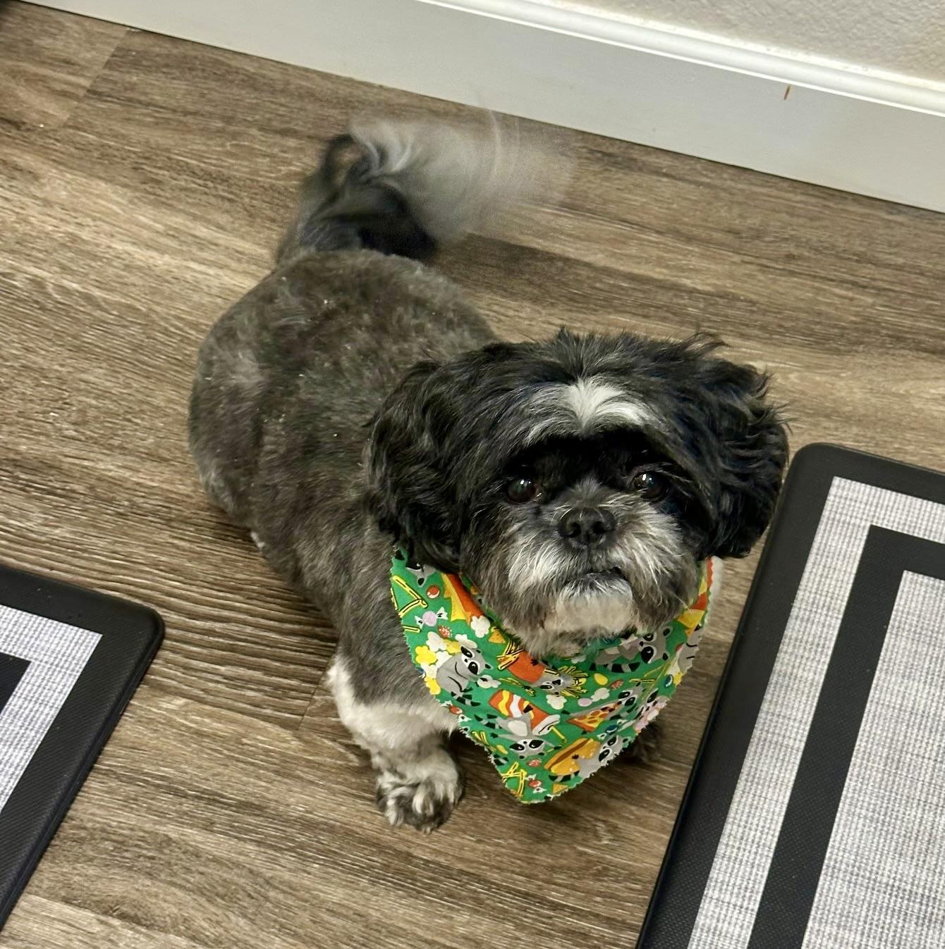 Dallas, Adoptable, Adult Male Shih Tzu.