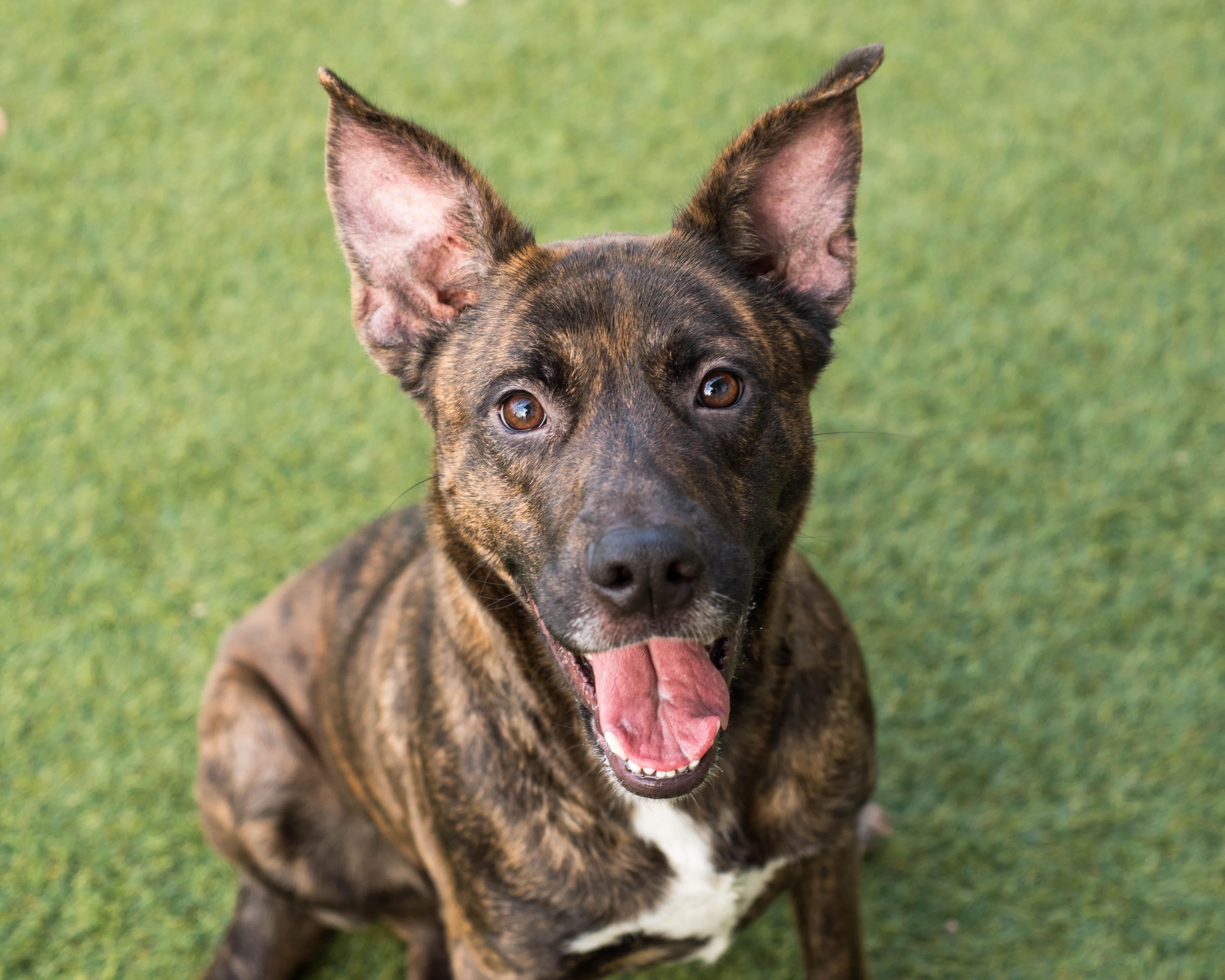 Enlarge Sienna, a ADOPTABLE mixed breed in Mont Belvieu, TX image 1/2