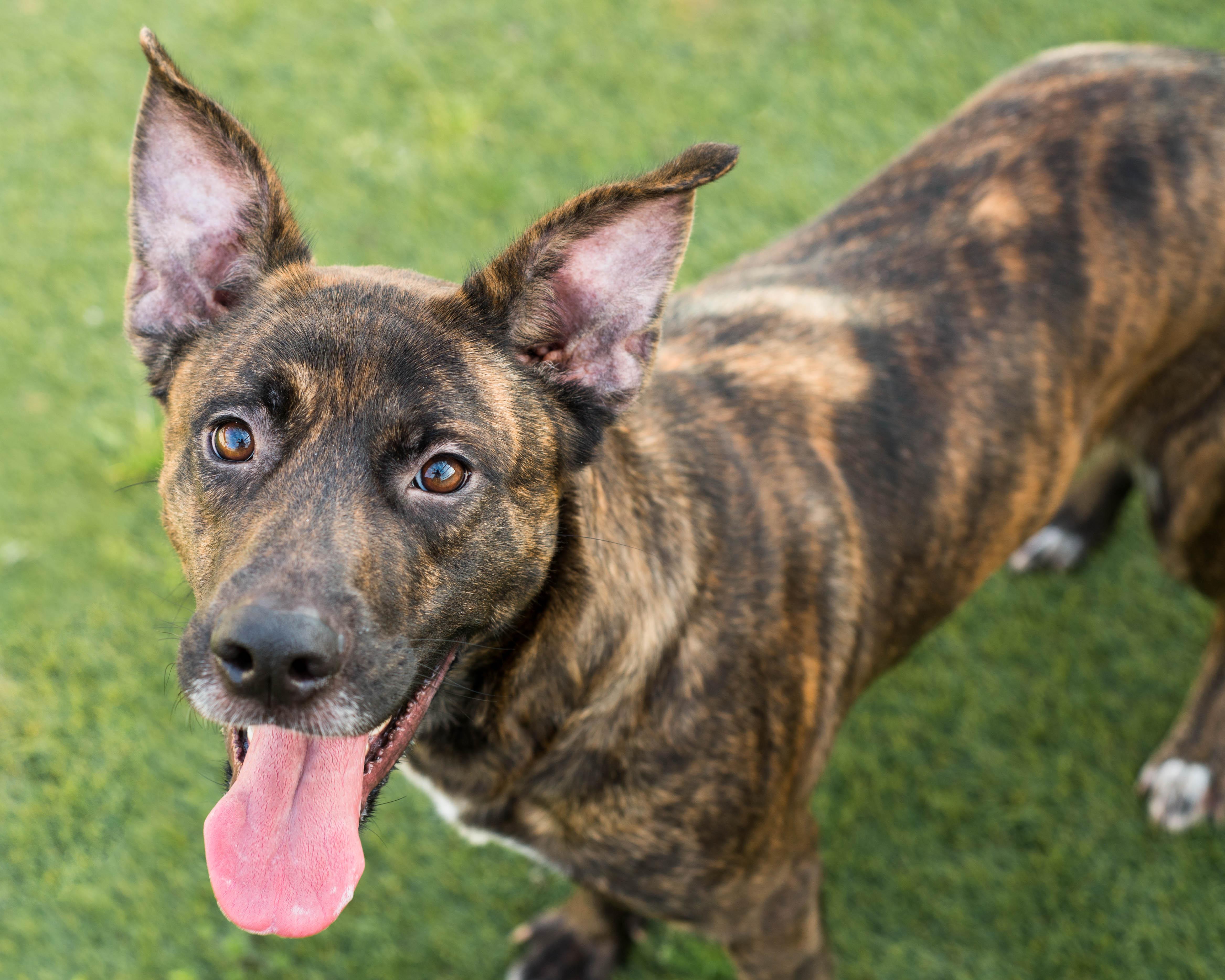 Enlarge Sienna, a ADOPTABLE mixed breed in Mont Belvieu, TX image 2/2