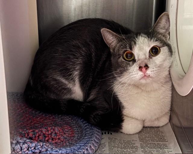 GRACIE, Adoptable, Young Female Domestic Short Hair.