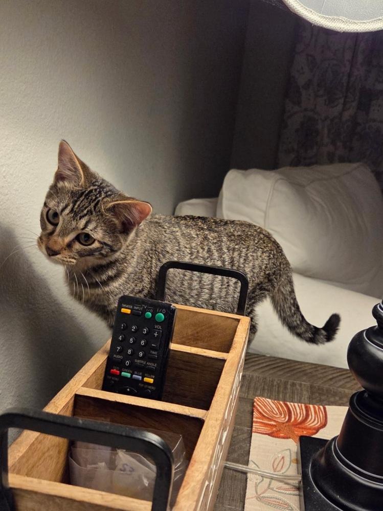 Kitten F 2, Adoptable, Young Male Domestic Short Hair.