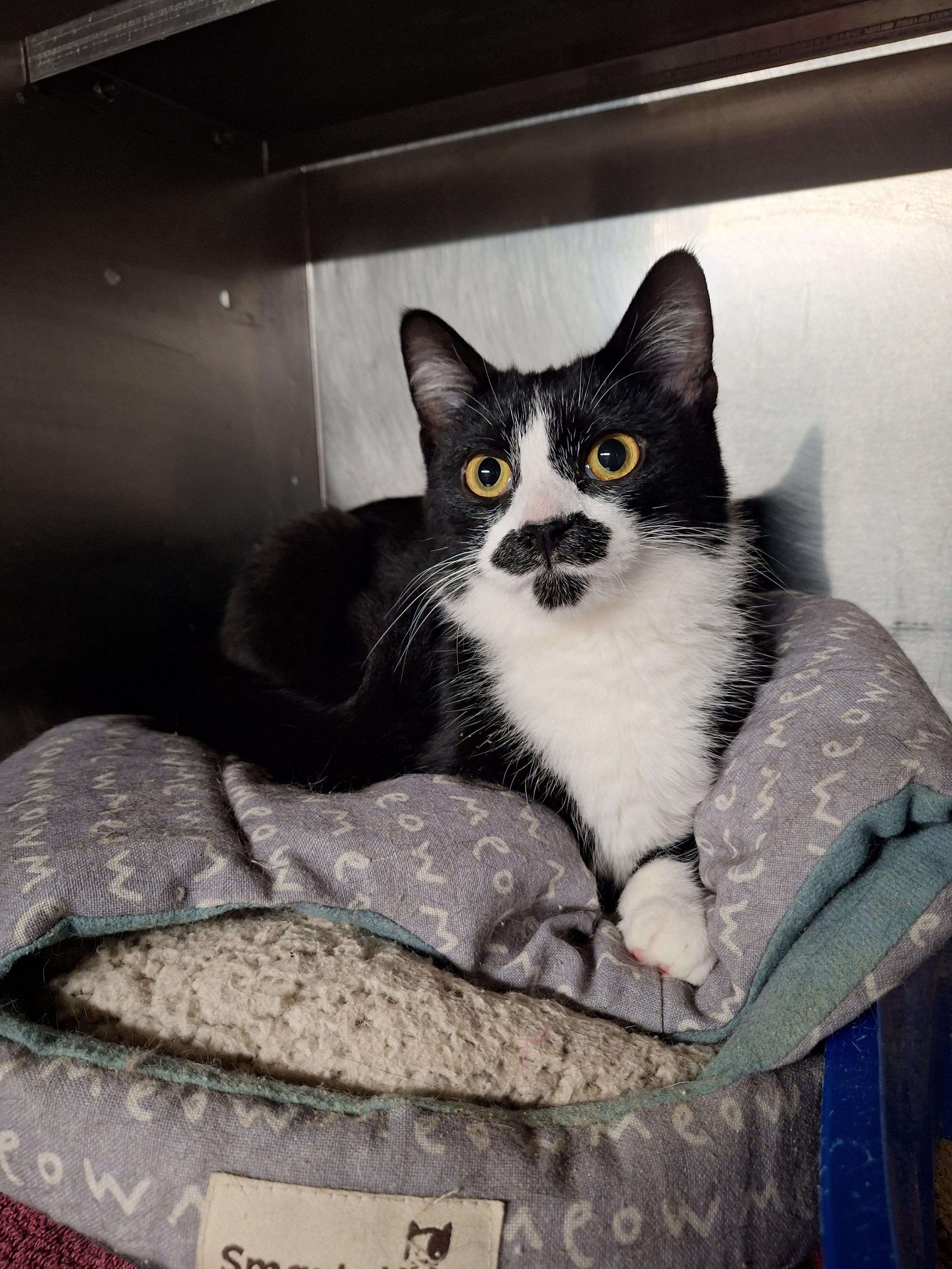 Diamond, Adoptable, Young Female Domestic Short Hair.