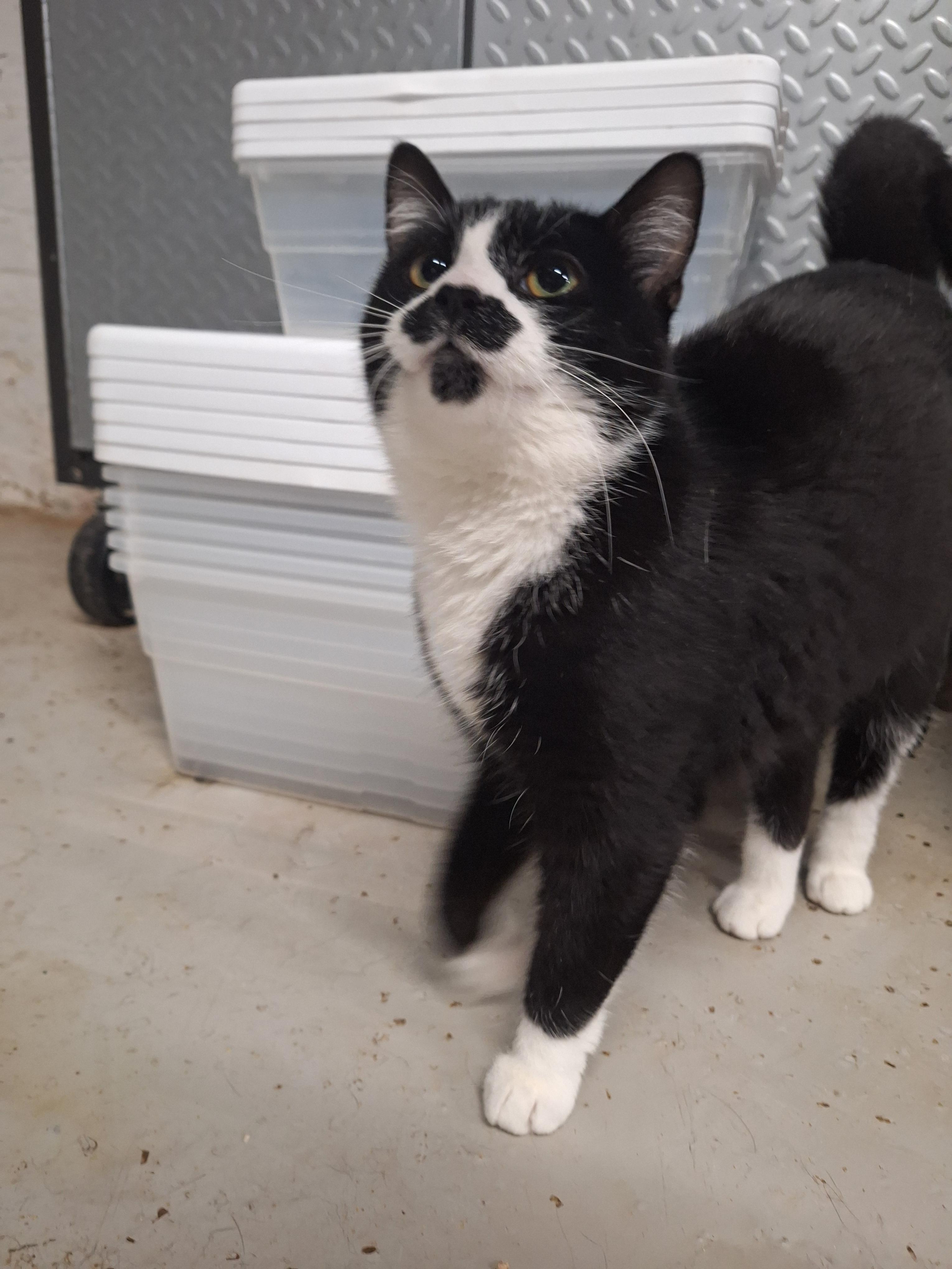 Enlarge Diamond, a Adoptable Domestic Short Hair in Dayton, OH image 2/3
