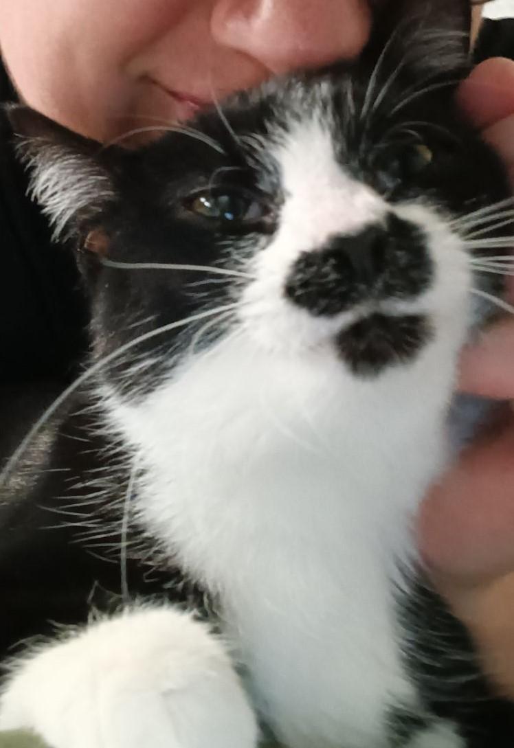 Enlarge Diamond, a Adoptable Domestic Short Hair in Dayton, OH image 3/3