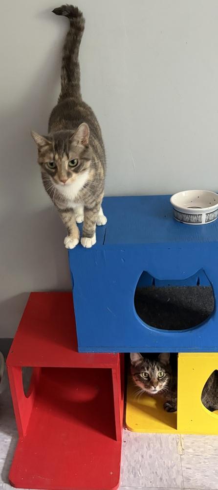 W2 CAPRI, Adoptable, Adult Female Domestic Short Hair & Calico.