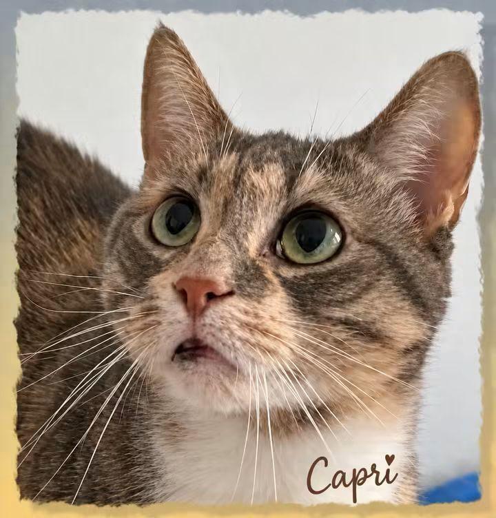 Enlarge W2 CAPRI, a Adoptable mixed breed in Southbury, CT image 2/3