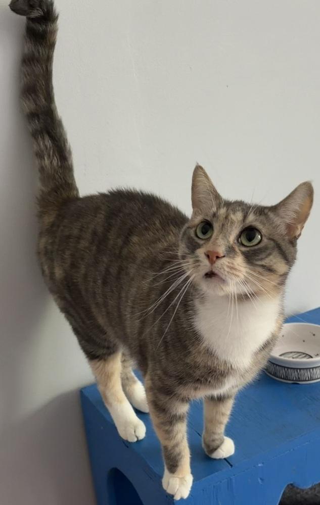 Enlarge W2 CAPRI, a Adoptable mixed breed in Southbury, CT image 3/3