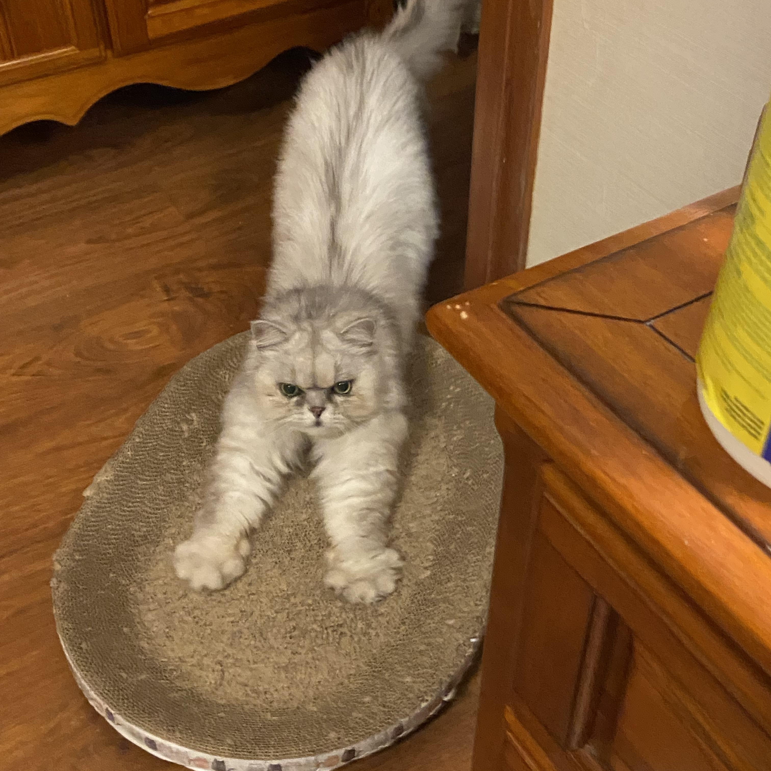 JunJun (Grumpy), ADOPTABLE, Adult Male Chinchilla.