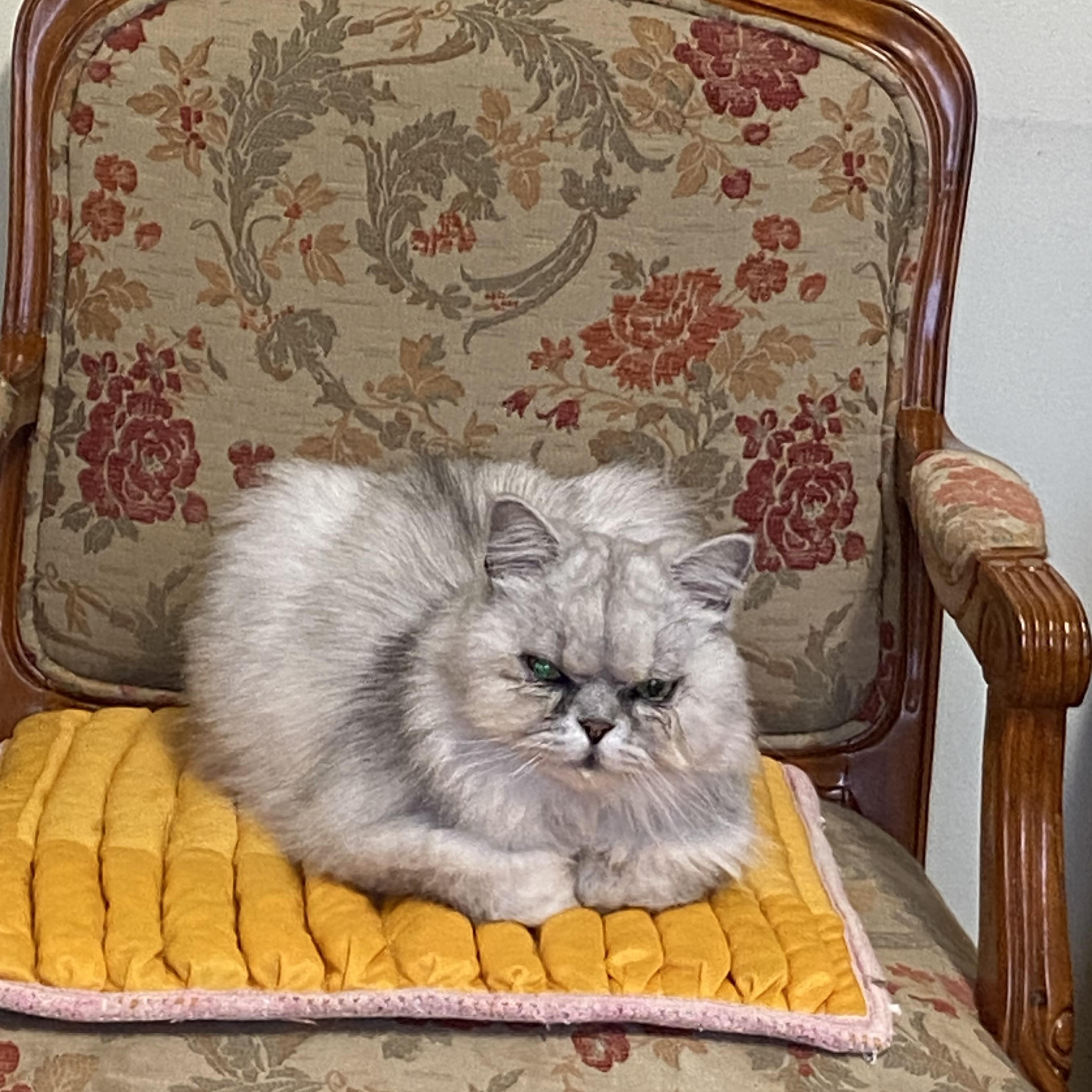 Enlarge JunJun (Grumpy), a ADOPTABLE Chinchilla in Surrey, BC image 6/6