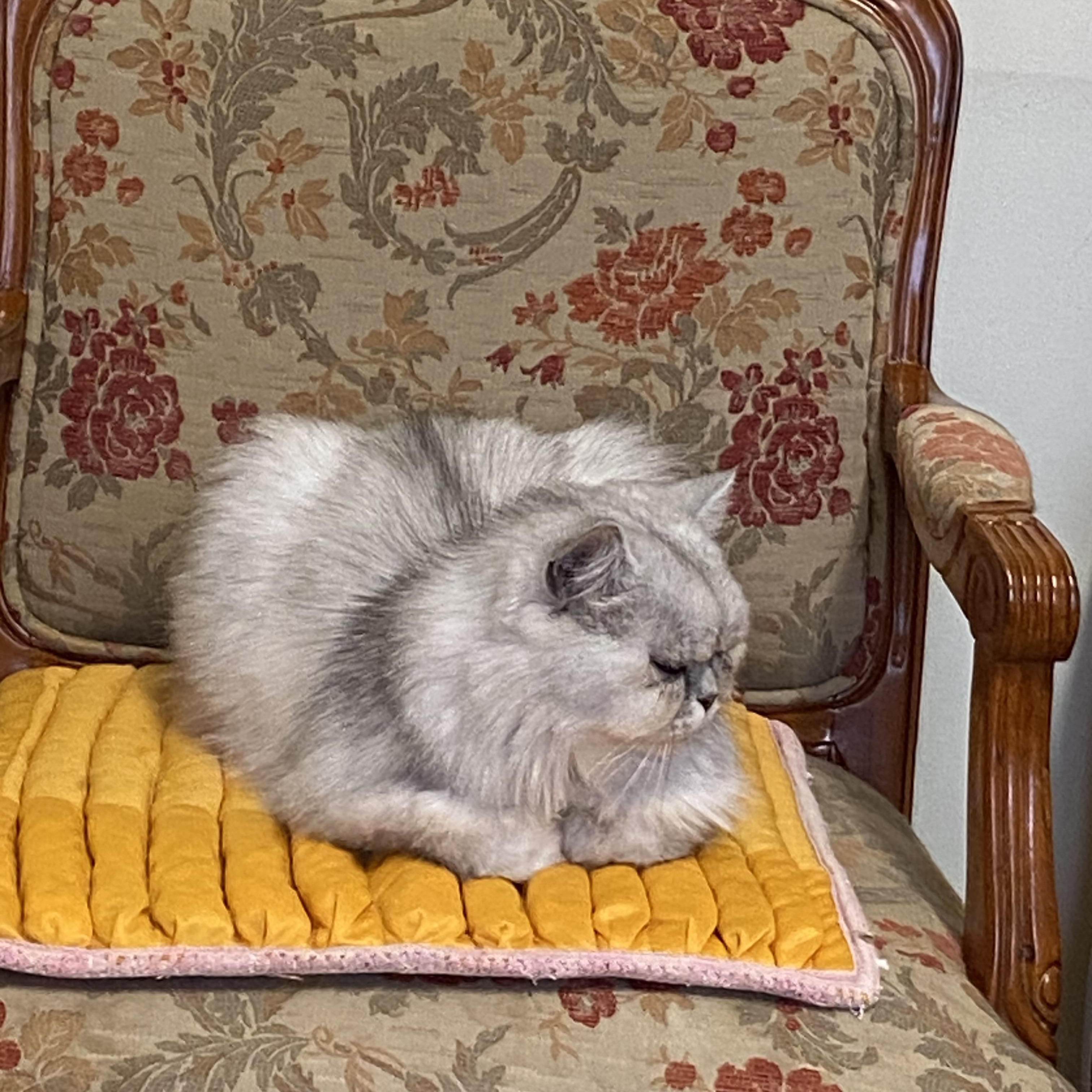 Enlarge JunJun (Grumpy), a ADOPTABLE Chinchilla in Surrey, BC image 3/6