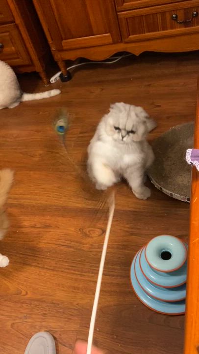 Enlarge JunJun (Grumpy), a ADOPTABLE Chinchilla in Surrey, BC video 1/6