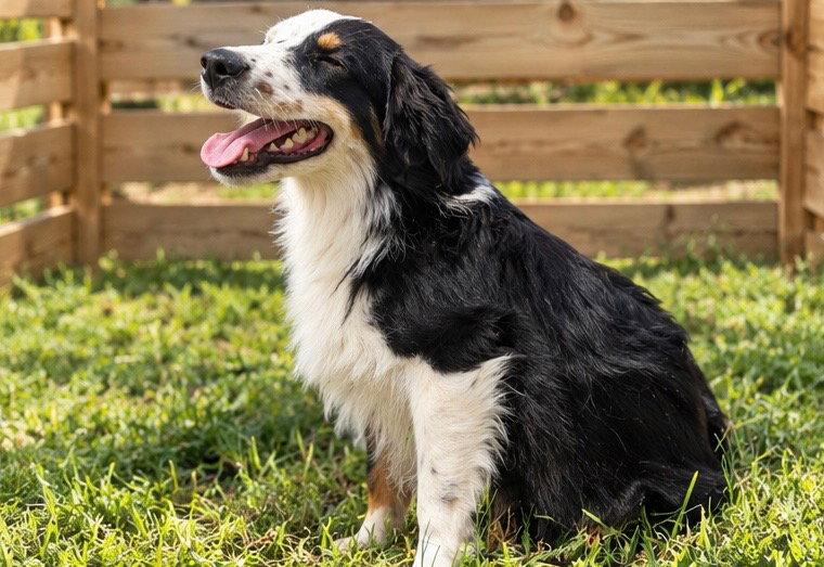 Liam, Adopted, Young Male Australian Shepherd.