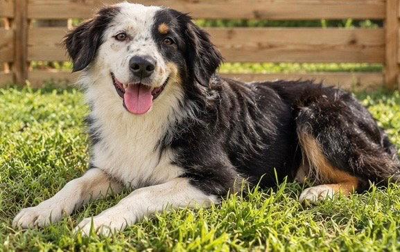 Enlarge Liam, a Adopted Australian Shepherd in Dallas, TX image 3/3