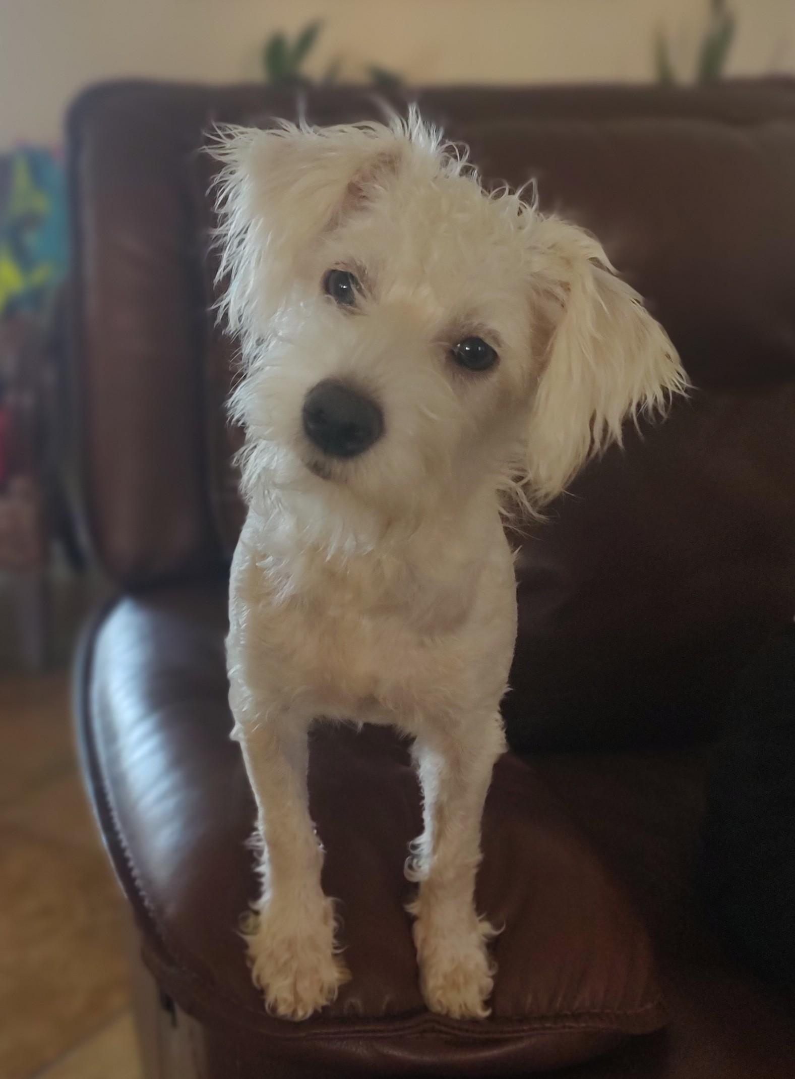 Enlarge Snow, a Adoptable mixed breed in Mary Esther, FL image 5/5