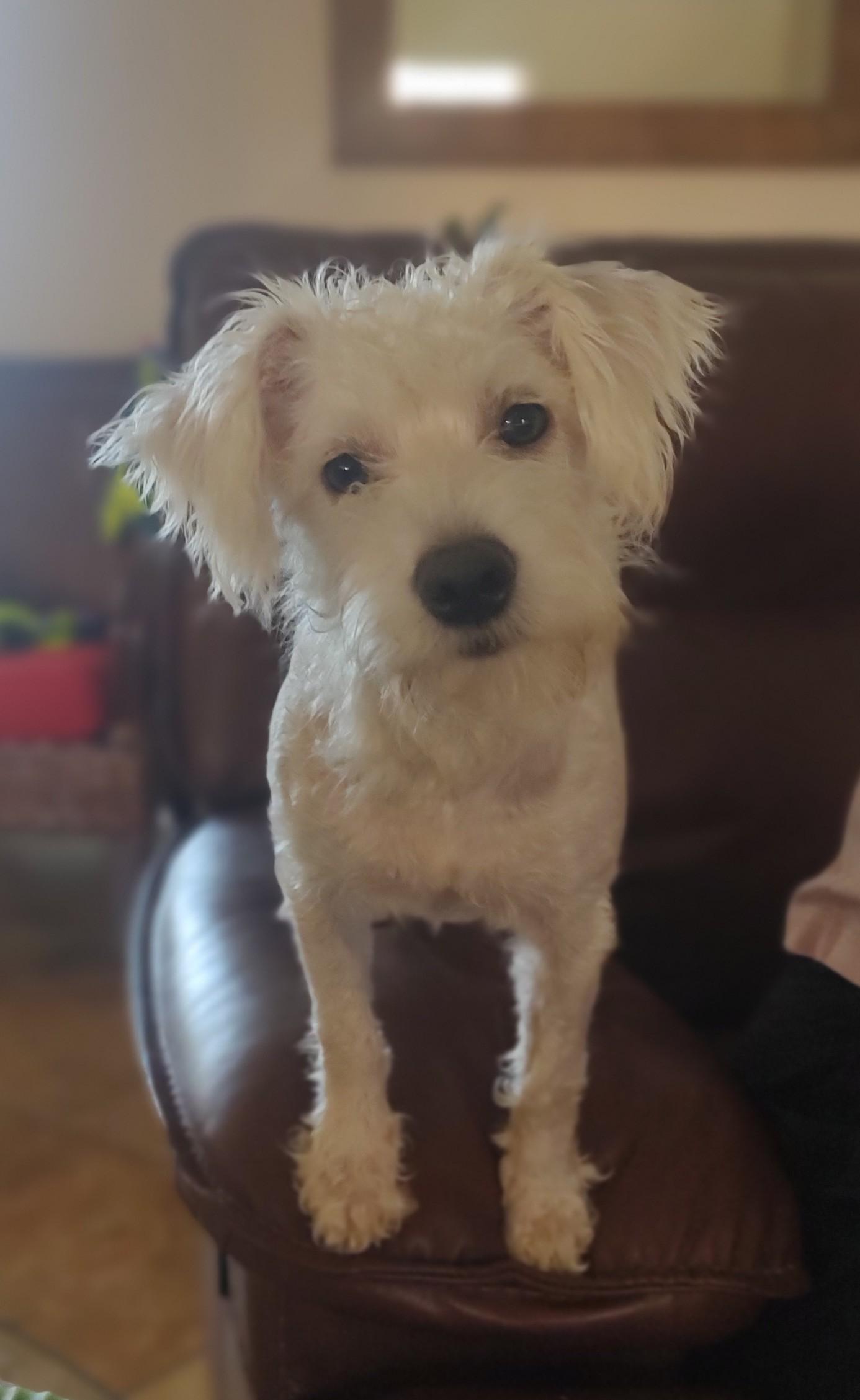 Enlarge Snow, a Adoptable mixed breed in Mary Esther, FL image 1/5