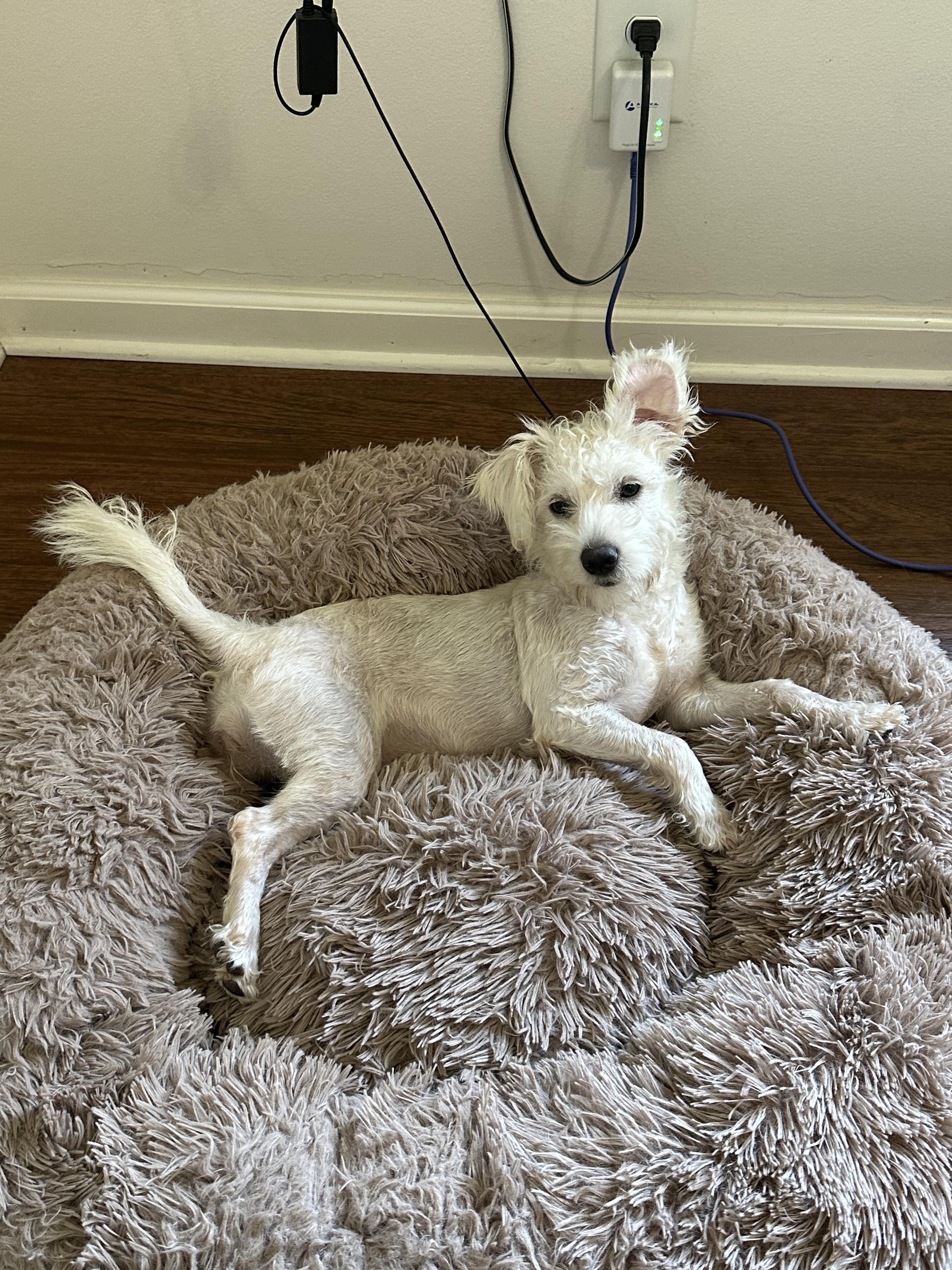 Enlarge Snow, a Adoptable mixed breed in Mary Esther, FL image 4/5